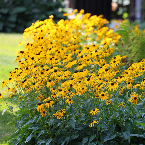 Black Eyed Susan