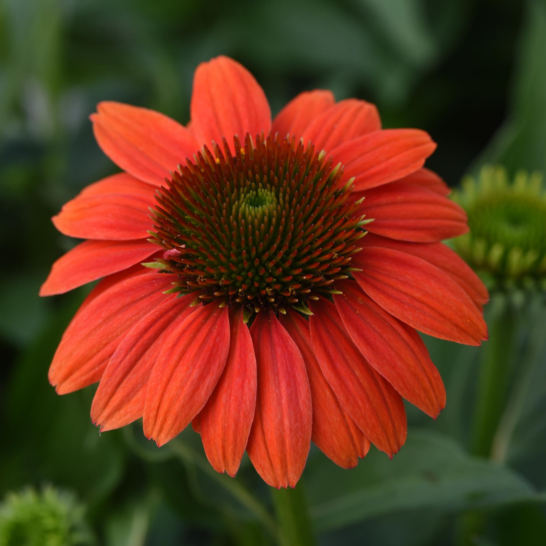 Echinacea Sombrero Poco™ Red