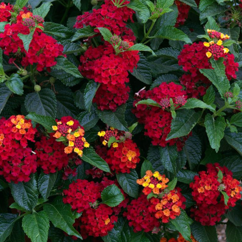 Lantana Bandana® Red