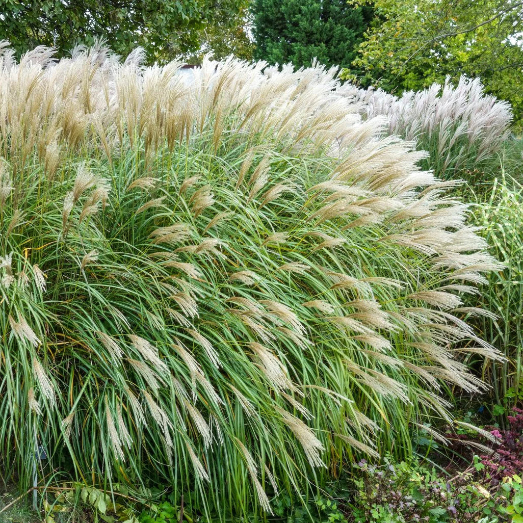 Miscanthus sinensis 'Adagio'