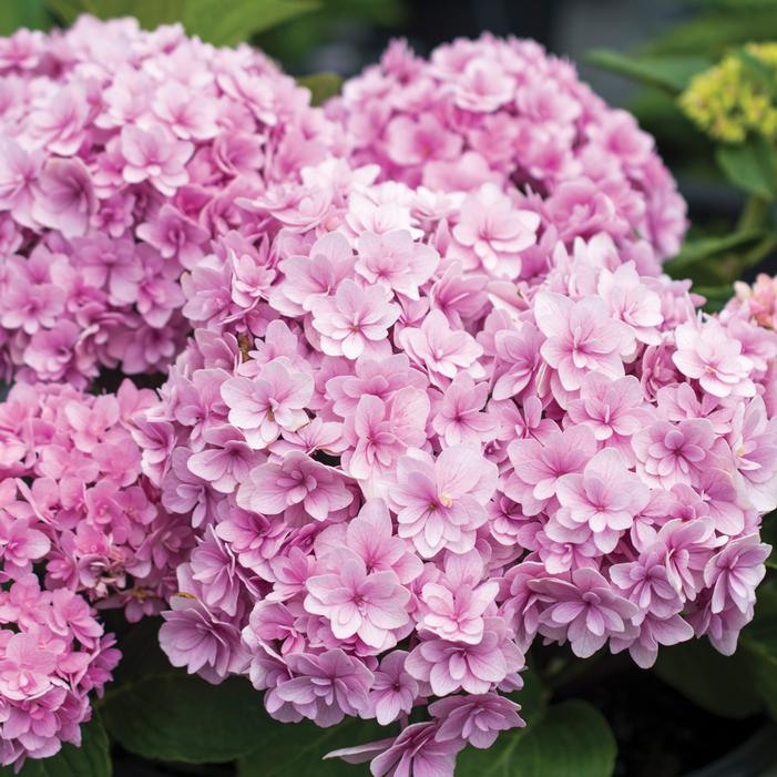 Double Down® Bigleaf Hydrangea