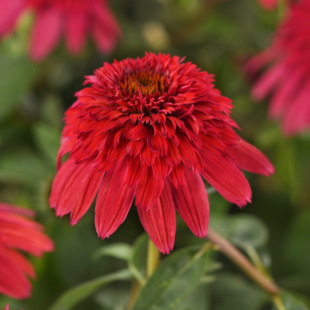 Echinacea ‘Double Scoop Strawberry Deluxe'