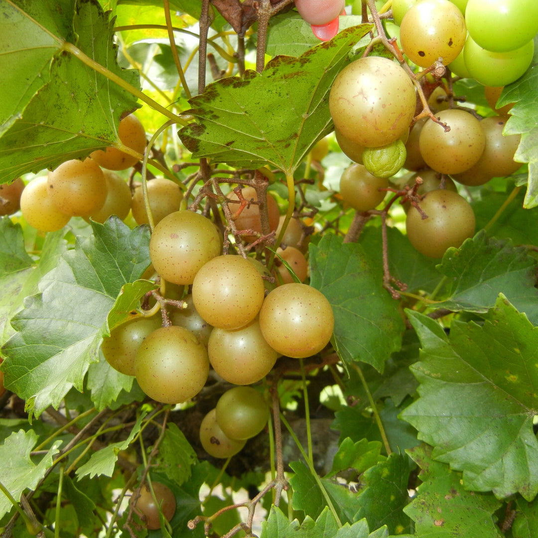 TRIUMPH Muscadine Grape