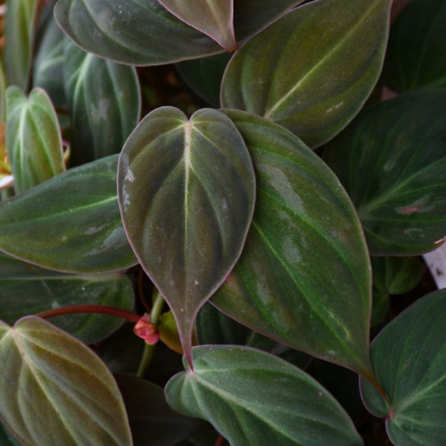 velvet leaf pothos PHILODENDRON Velvet Leaf 4" – Seedy's Plants