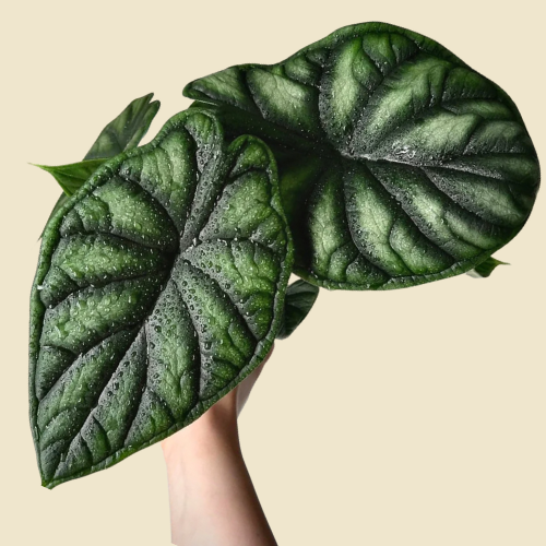 Blooming British Alocasia