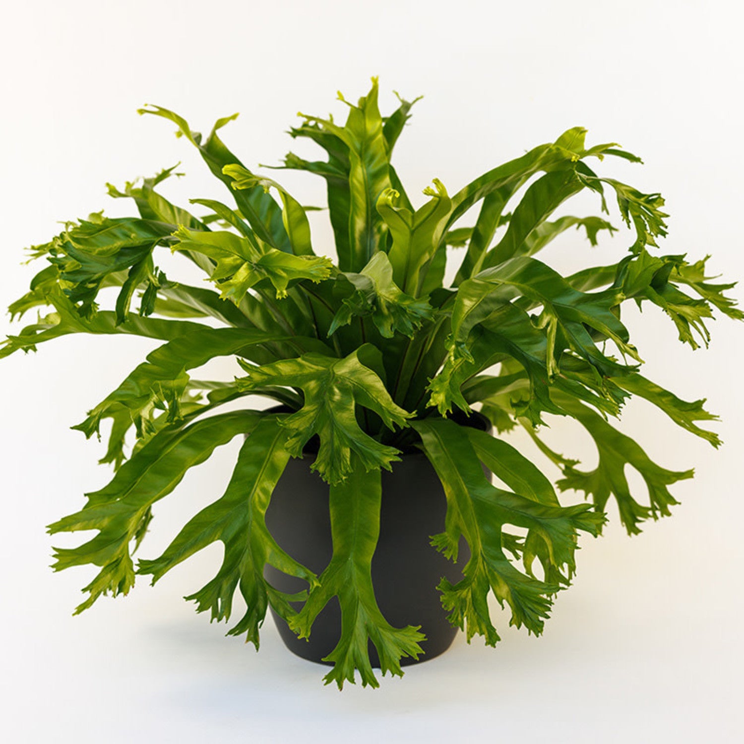 birds nest fern cost FERN Crissie Birdsnest 8" – Seedy's Plants