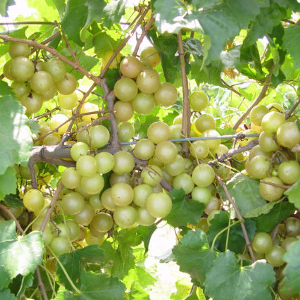 HALL™ Muscadine Grape