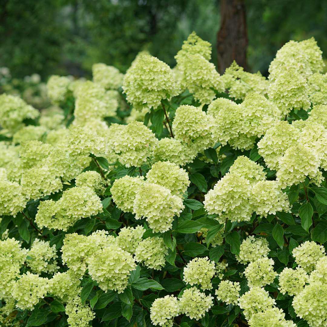 Little Lime® Panicle Hydrangea
