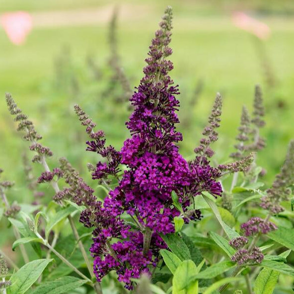 Royal Razz Butterfly Bush