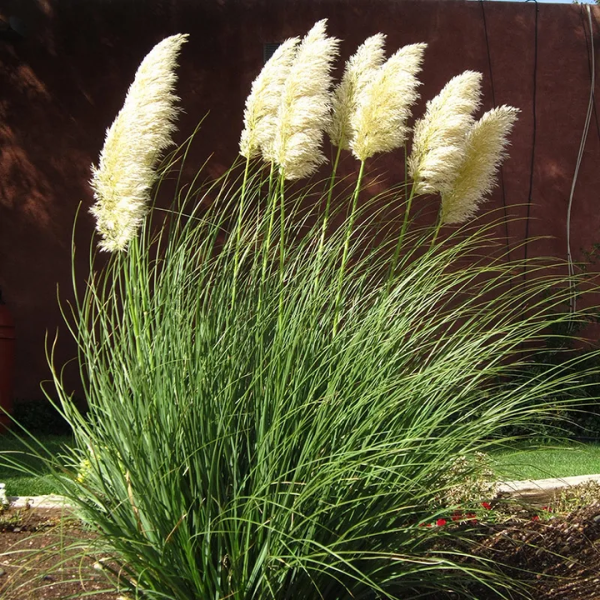 How to Use Ornamental Grasses for Fall Interest (Without Re-doing Your Whole Yard)
