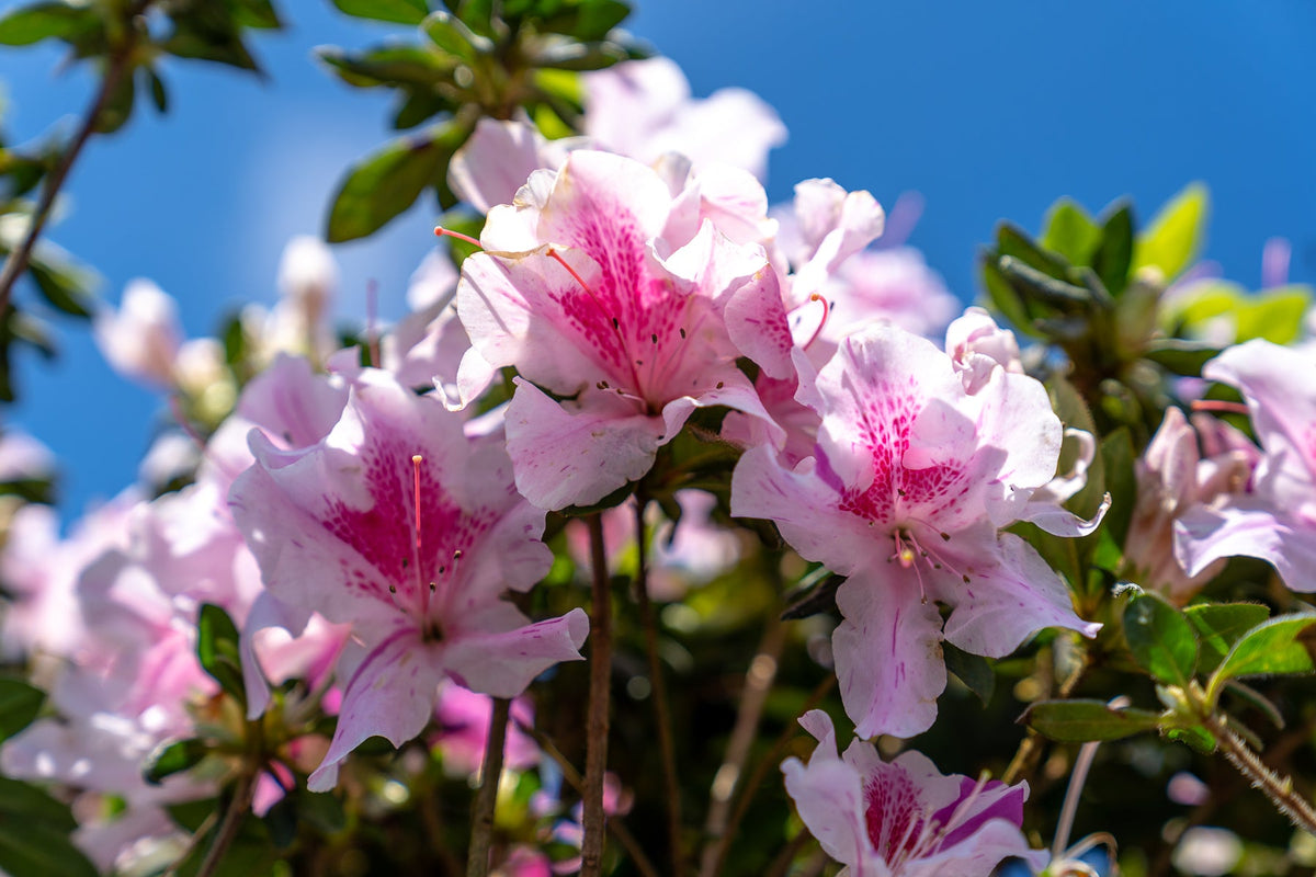 Encore Azaleas: Not Your Mother’s Shrubs (And That’s a Good Thing)
