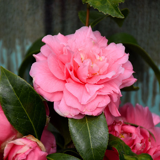 Camellias for the Cool Seasons: Color from Fall through Early Spring