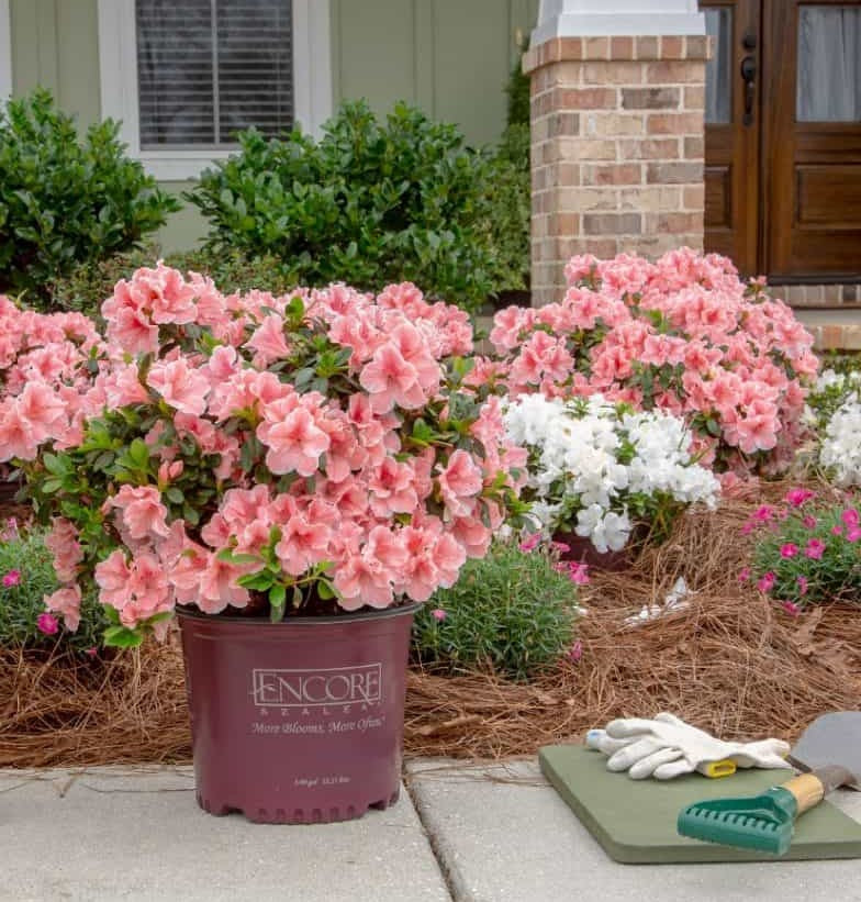Encore Azaleas: Not Your Mother’s Shrubs (And That’s a Good Thing)