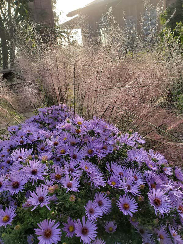How to Use Ornamental Grasses for Fall Interest (Without Re-doing Your Whole Yard)