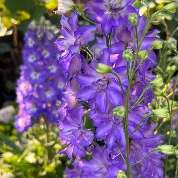 Attracts Pollinators