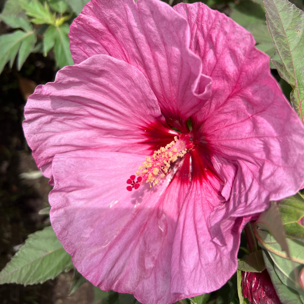 Perennials