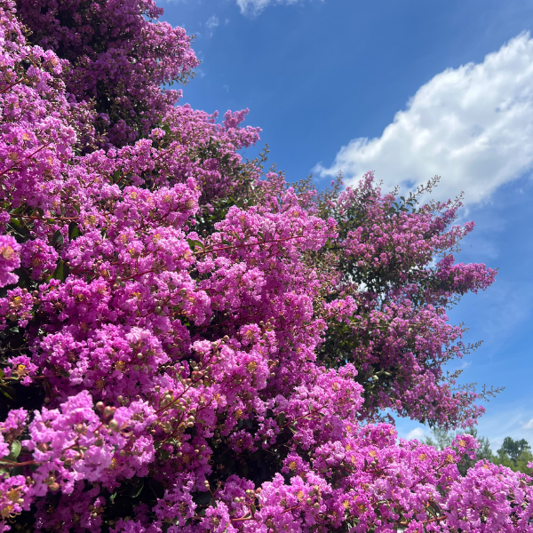 Crape Myrtle