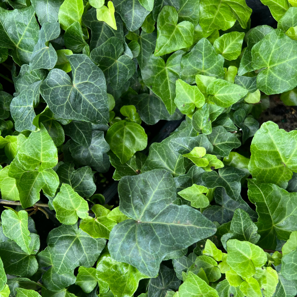 Groundcover