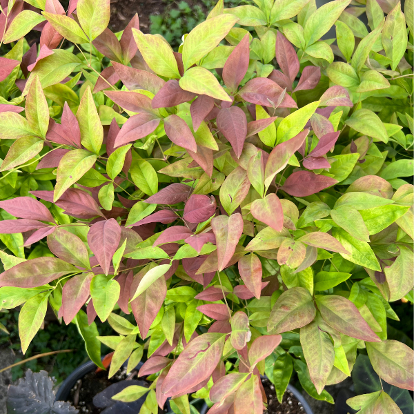 Drought Tolerant
