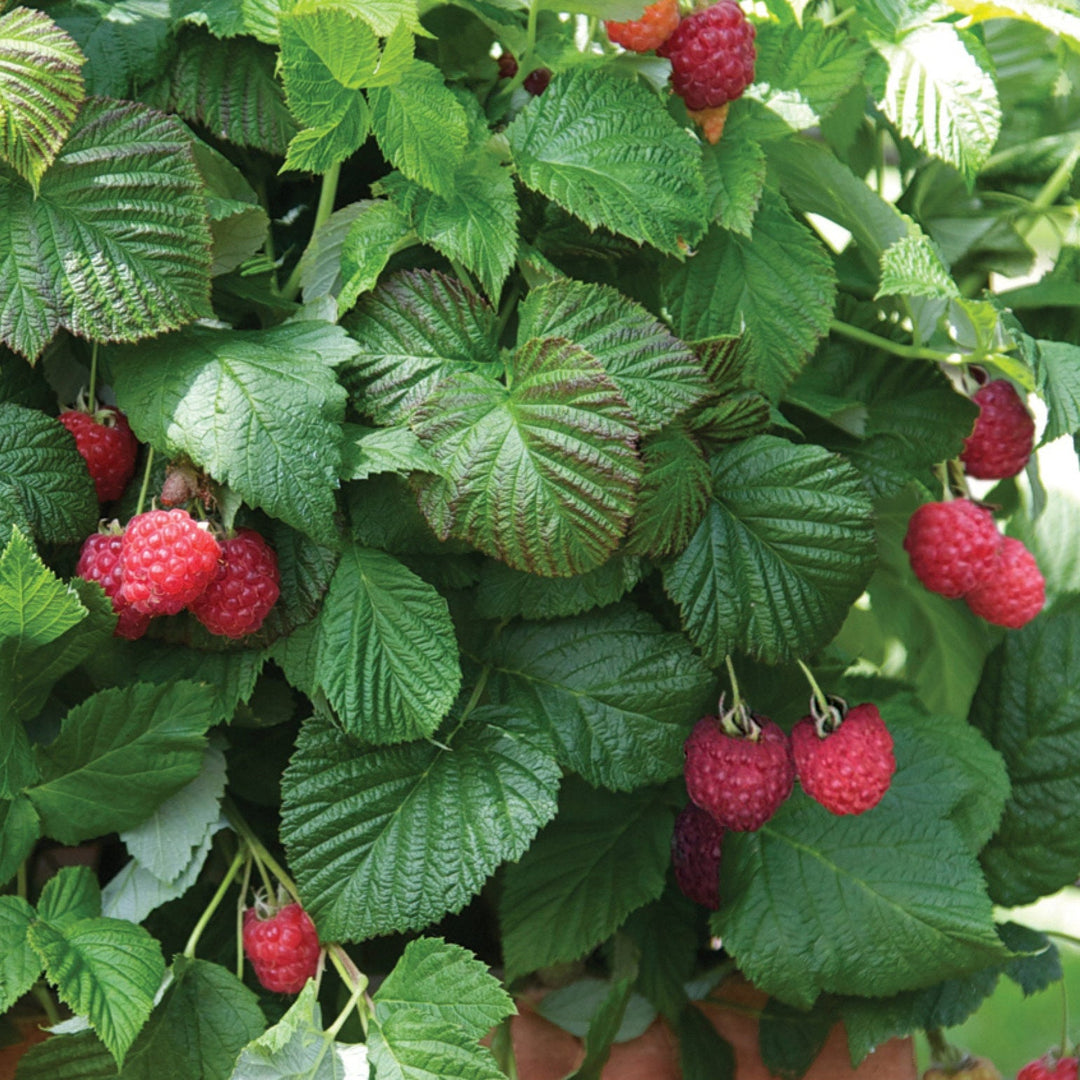 Edible Plants
