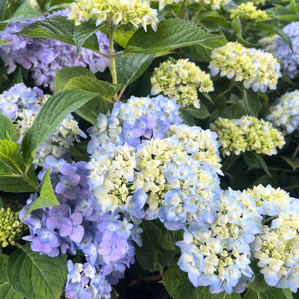 Hydrangea