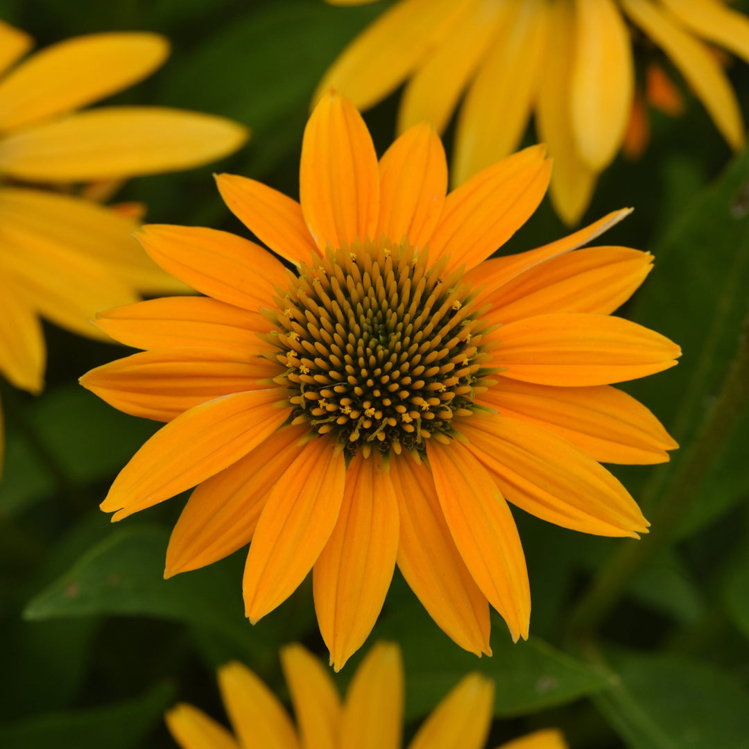Native Plants