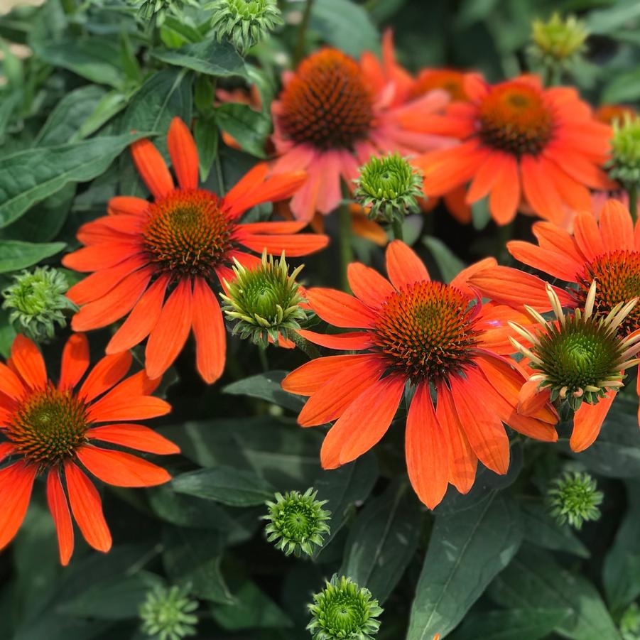 Coneflowers