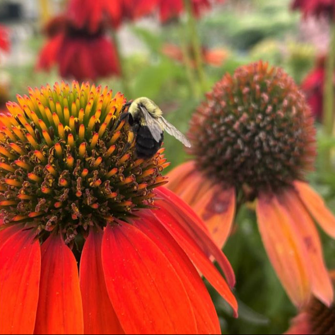 Attracts Pollinators