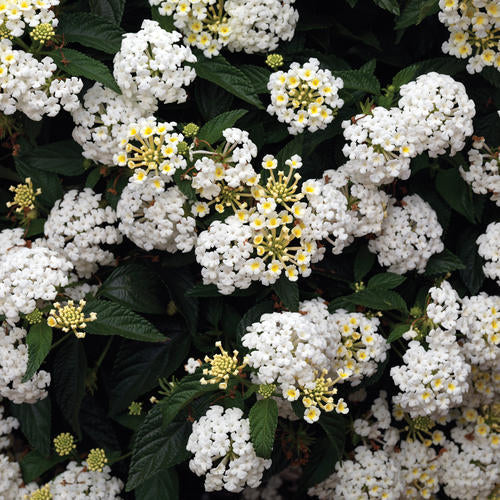 Container Plants