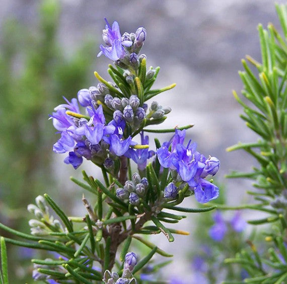 Drought Tolerant