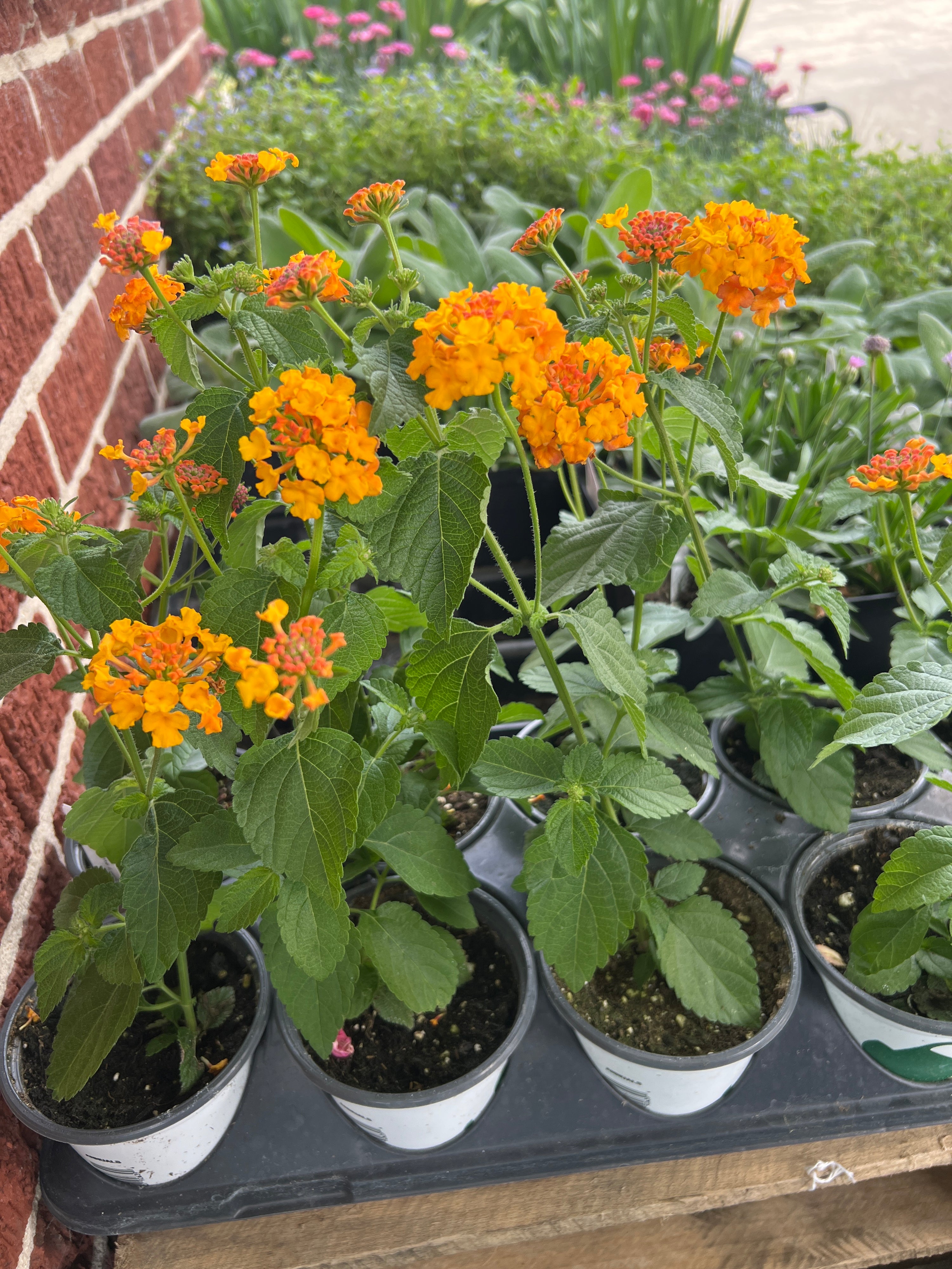 PERENNIAL Lantana Miss Huff