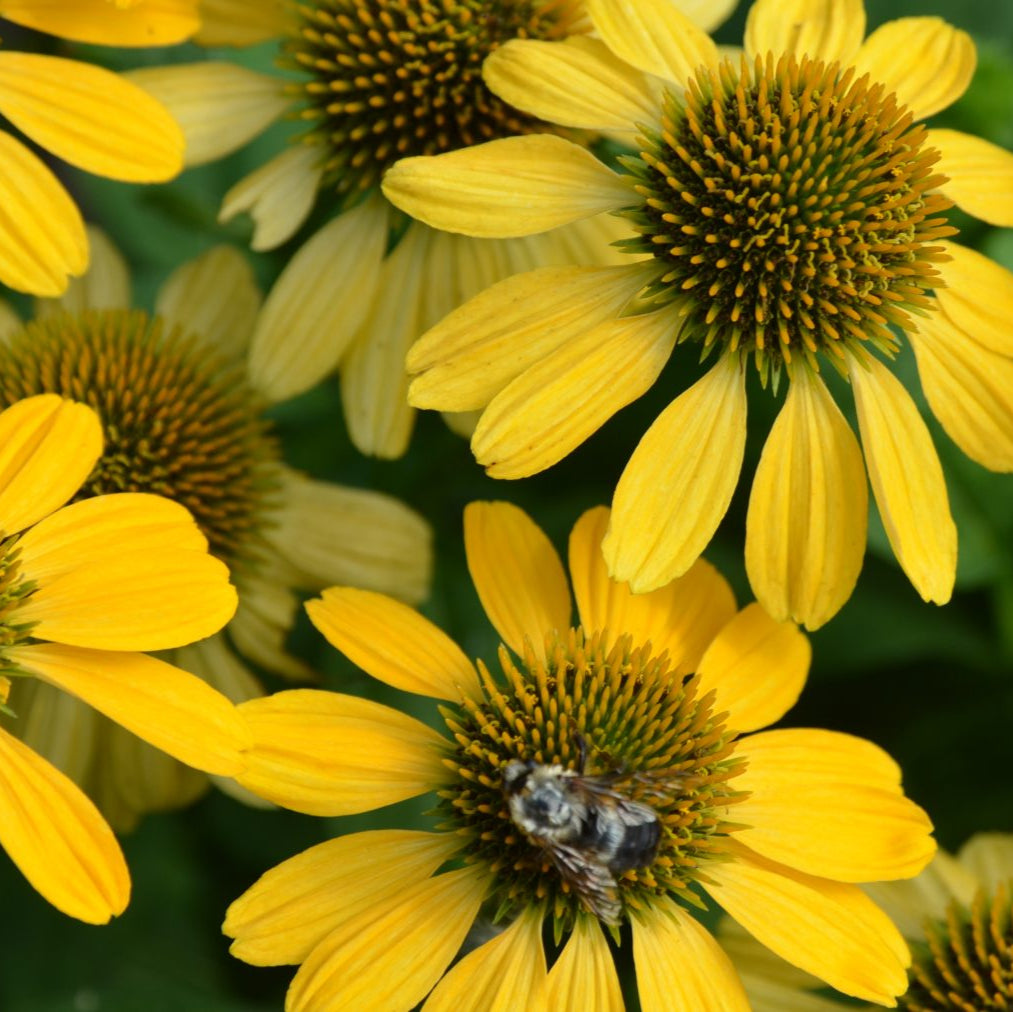 Echinacea Sombrero® Lemon Yellow