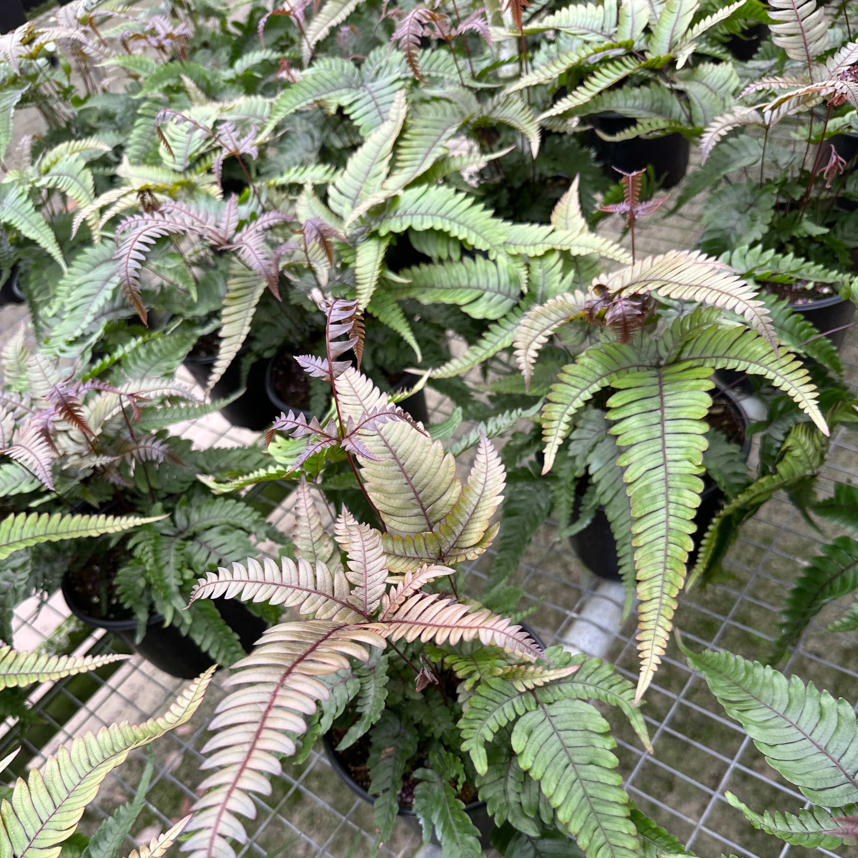 FERN Pteris Tri-Color - 4in Pot