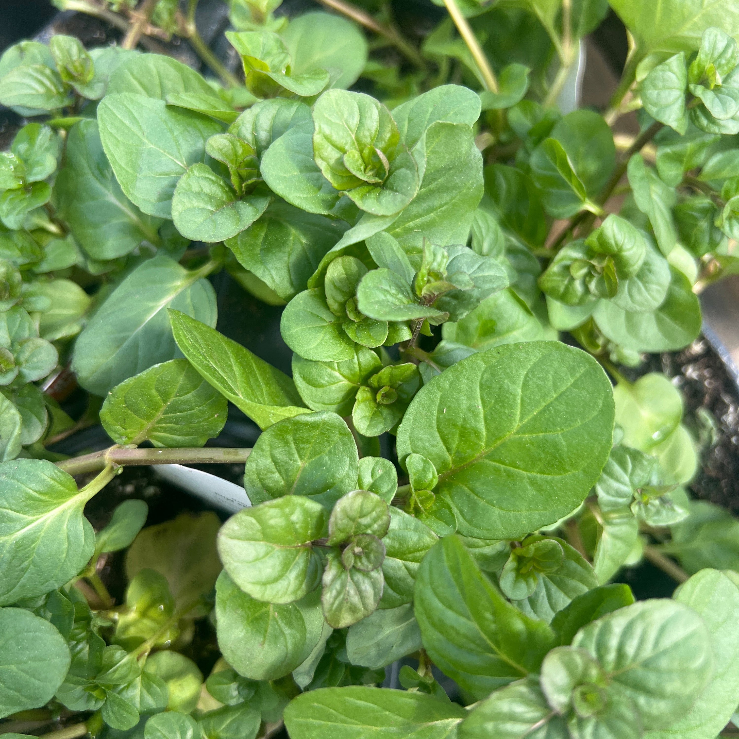 HERB 'Orange' Mint