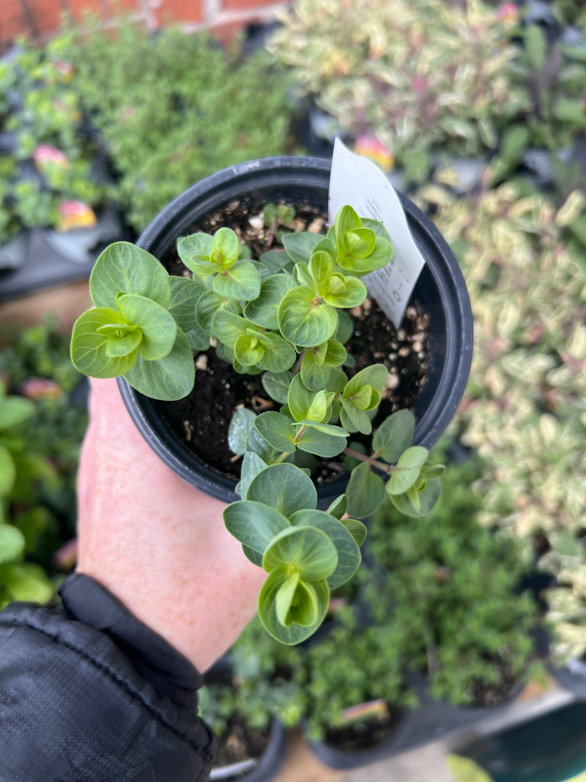 HERB 'Kirigami' Oregano