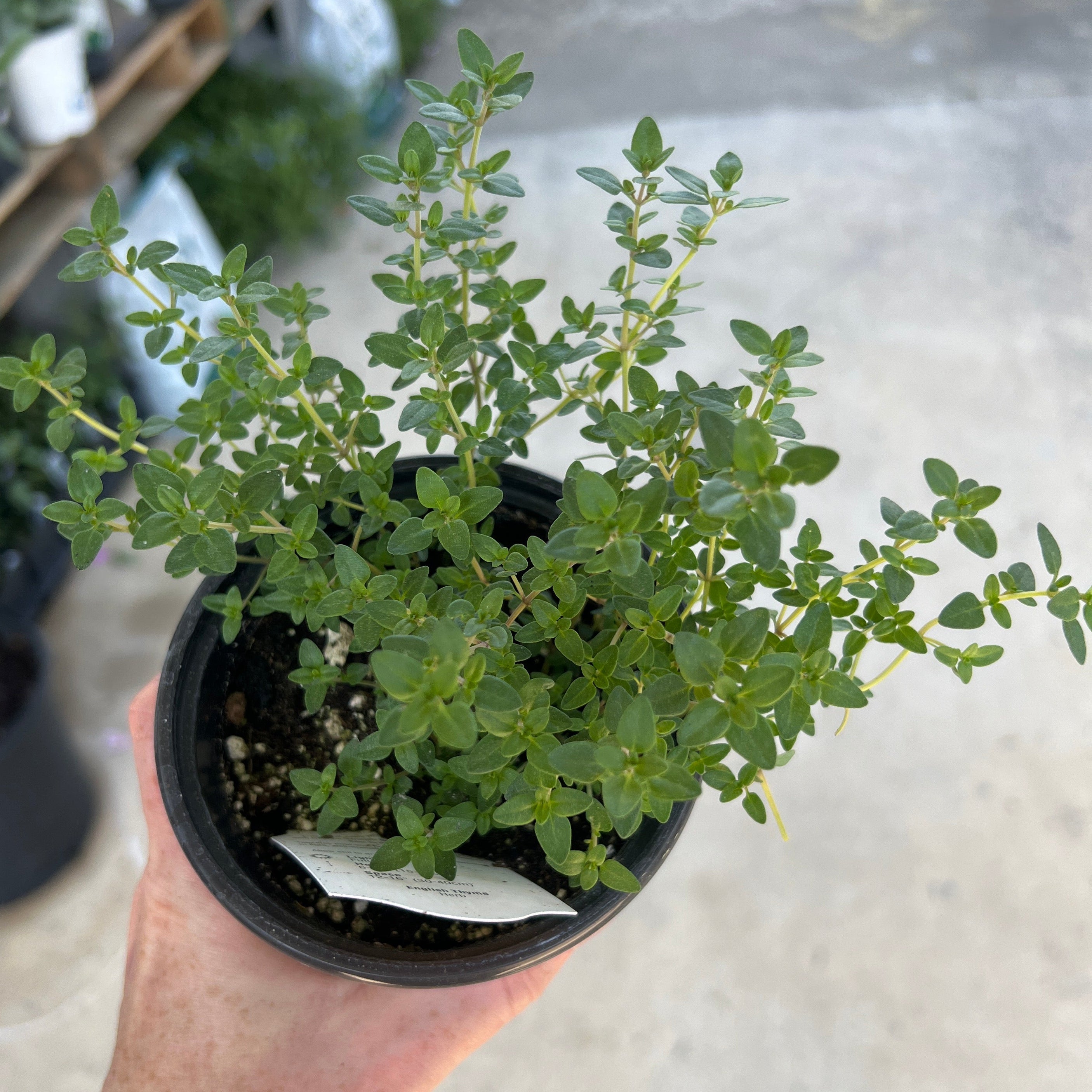 HERB English Thyme