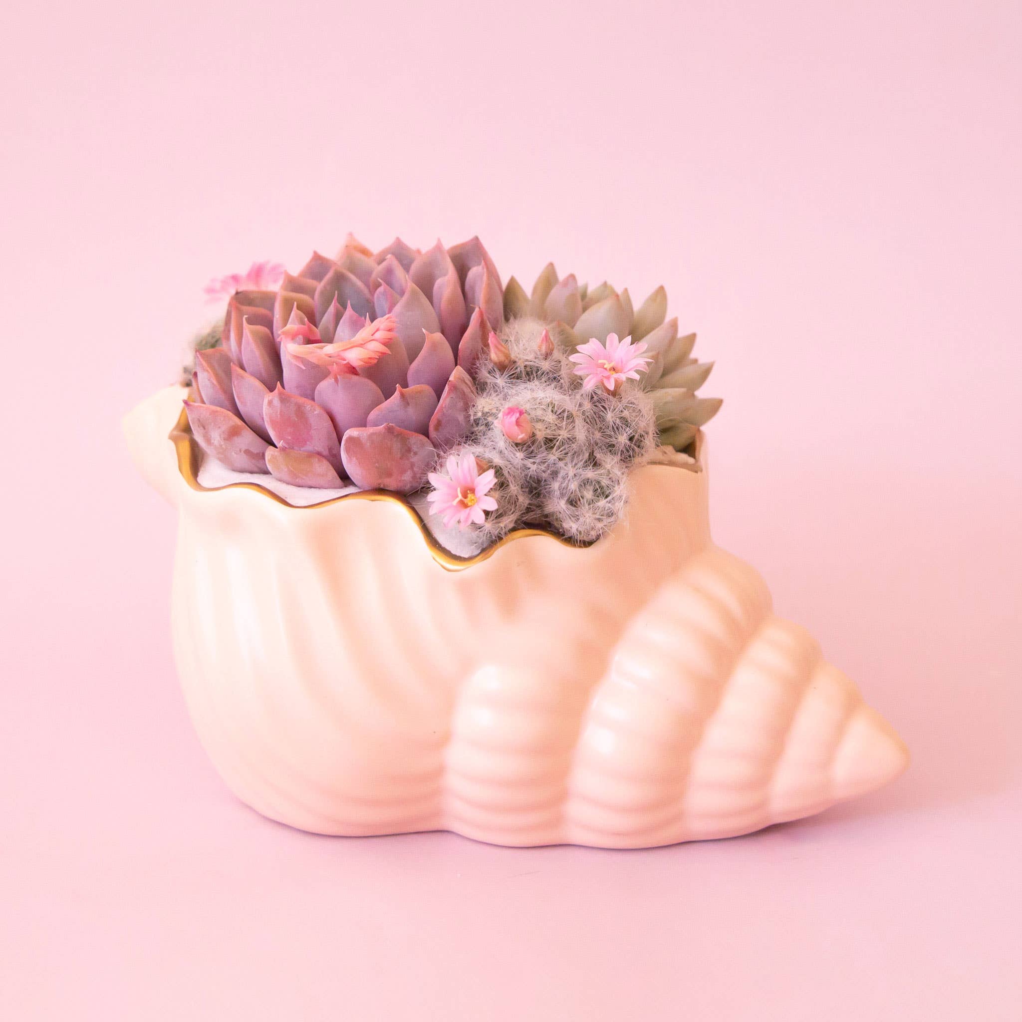Siren Shell Planter | Vanilla