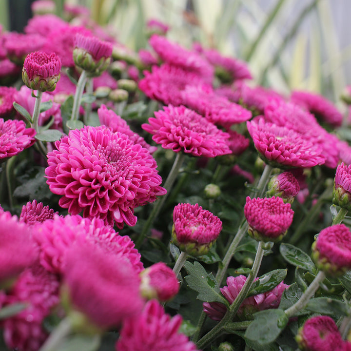 Belgian Mums®
