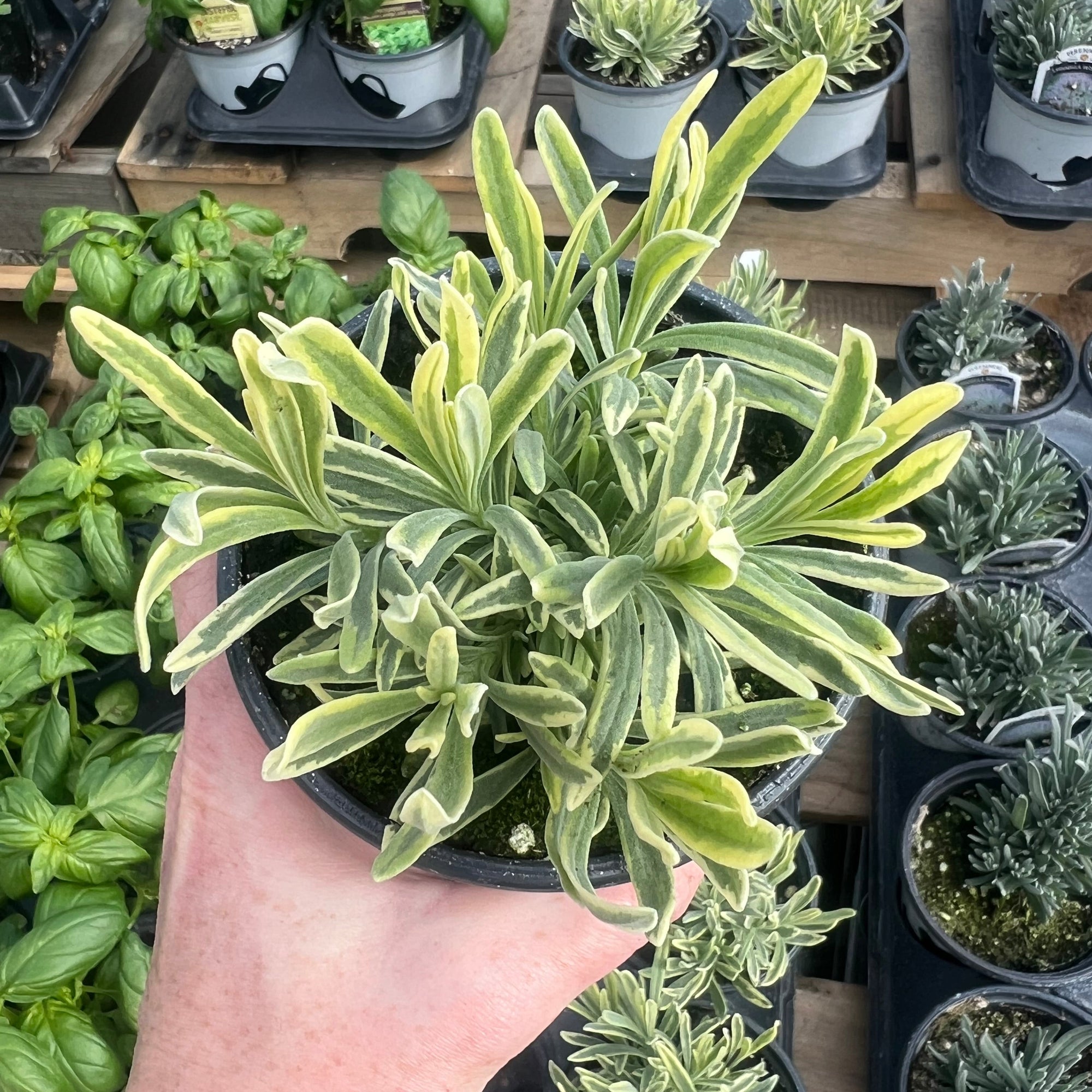 HERB 'Platinum Blonde' Lavender