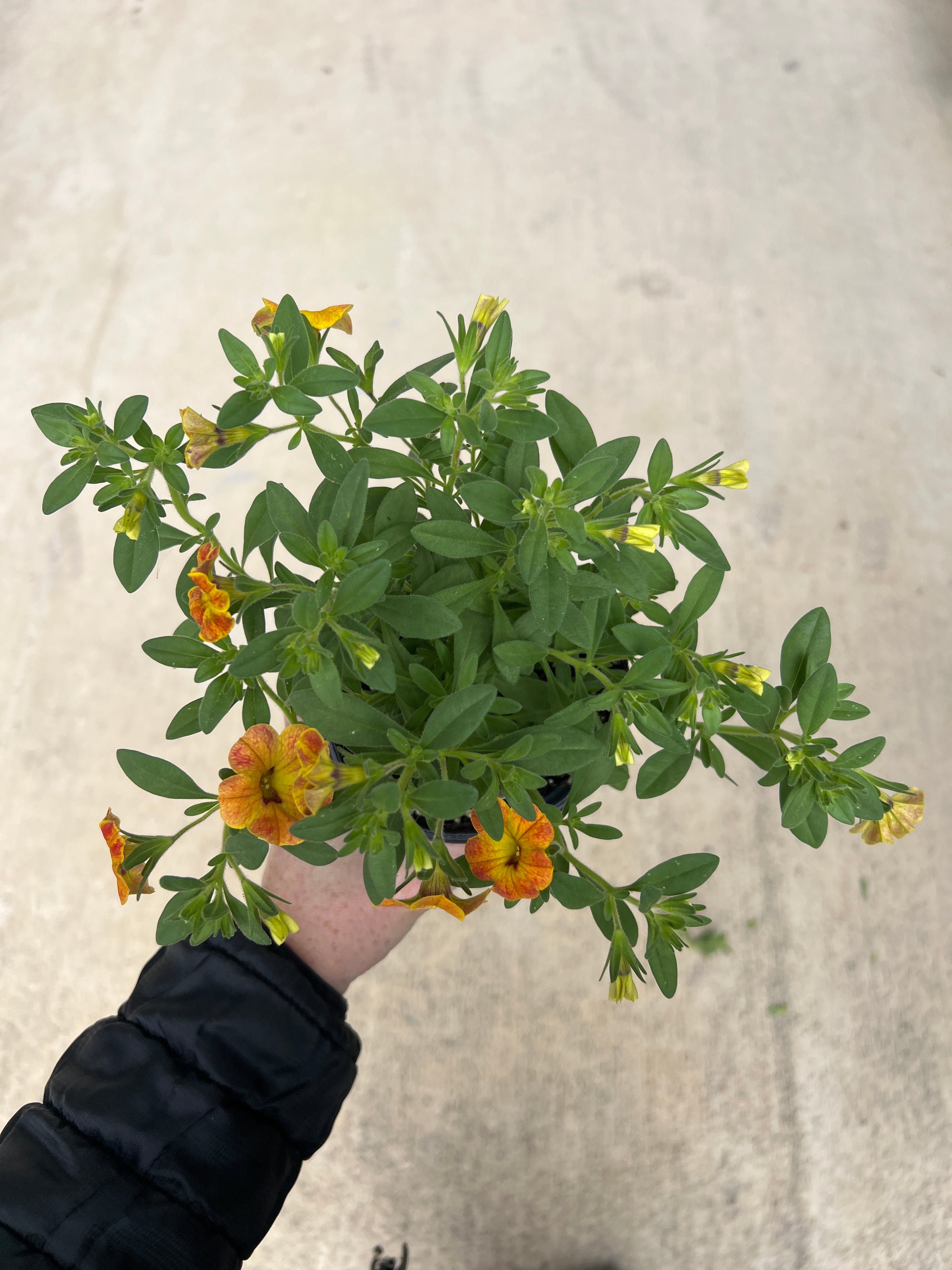ANNUAL Calibrachoa Cha Cha Diva Orange