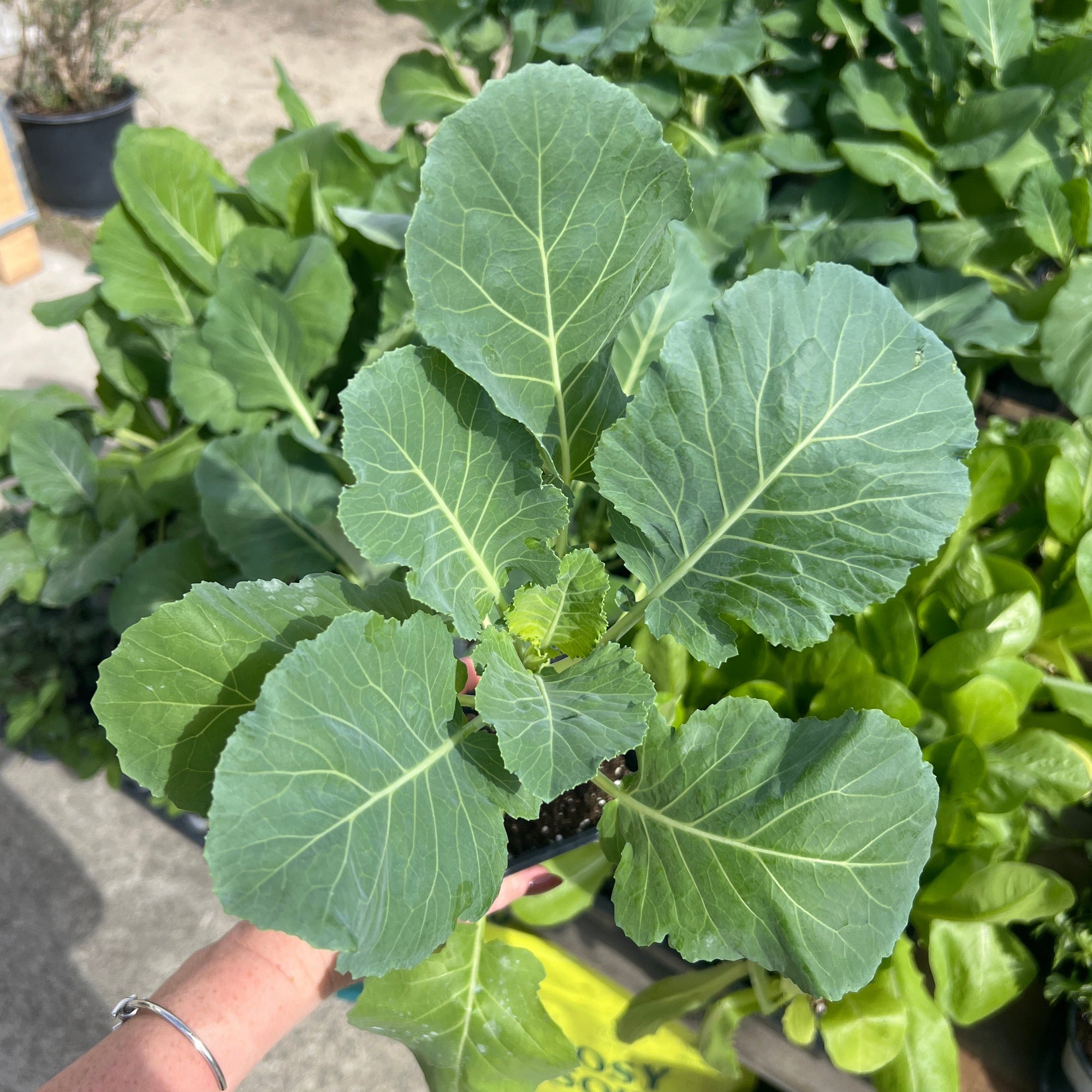 VEGETABLE Collards 'Top Bunch'