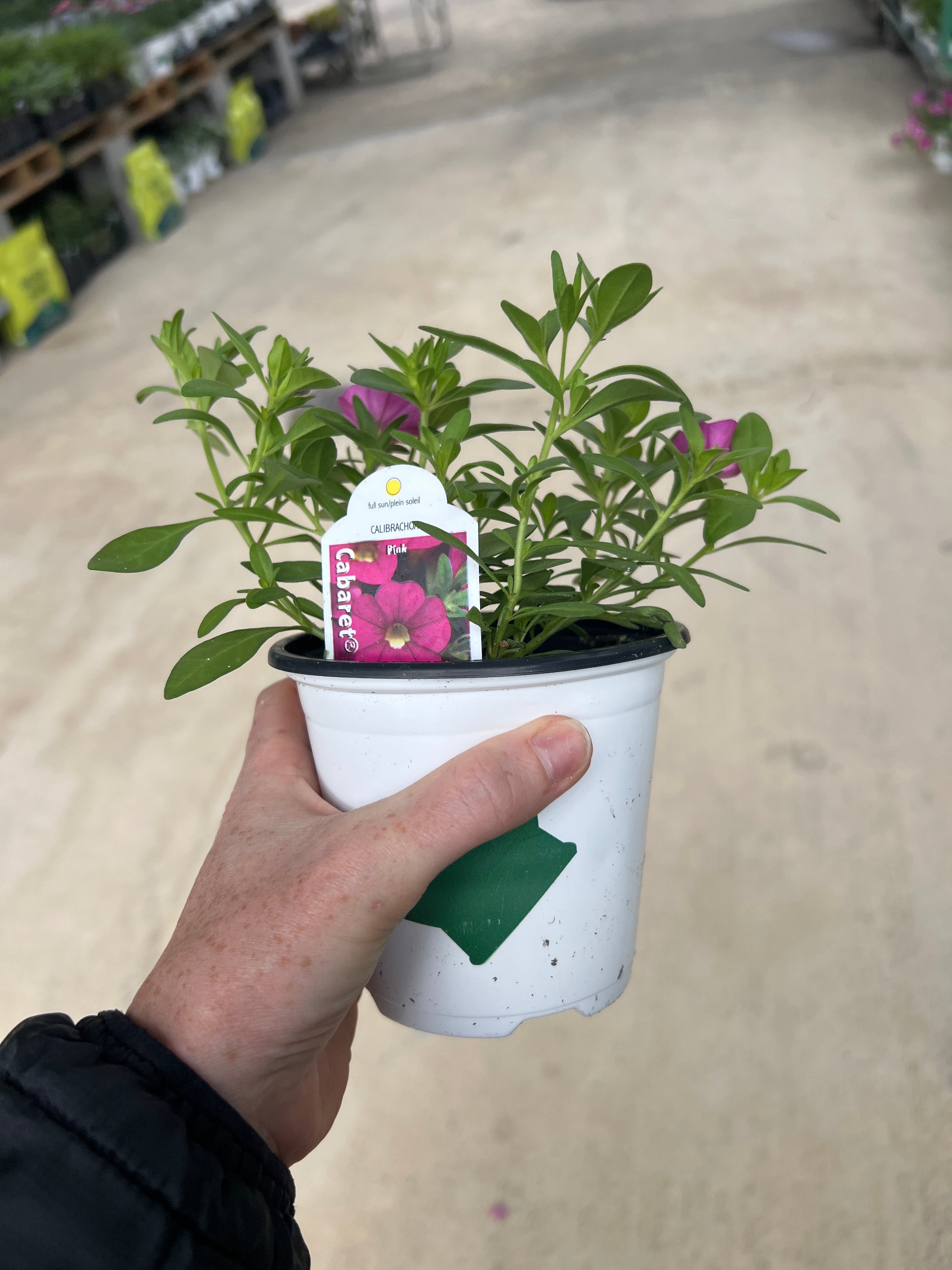 ANNUAL Calibrachoa Cabaret Pink