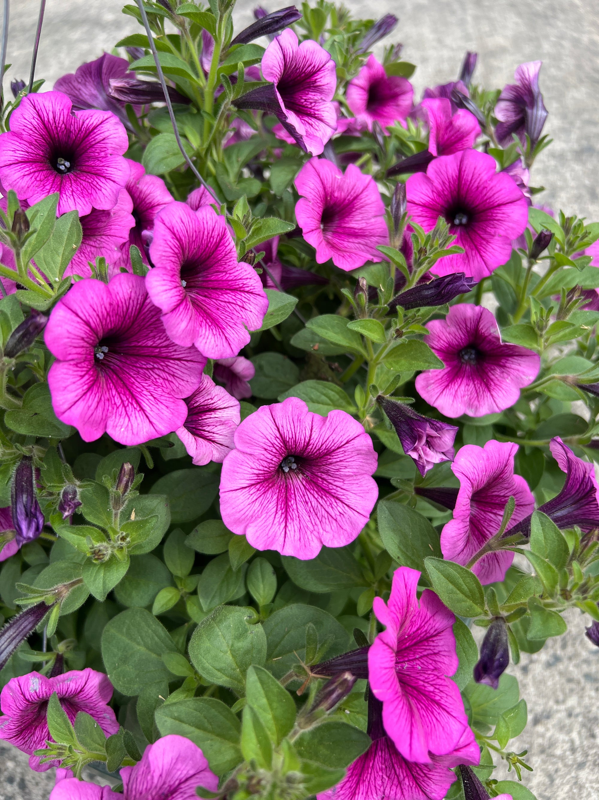 ANNUAL Petunia Color Rush Pink HB