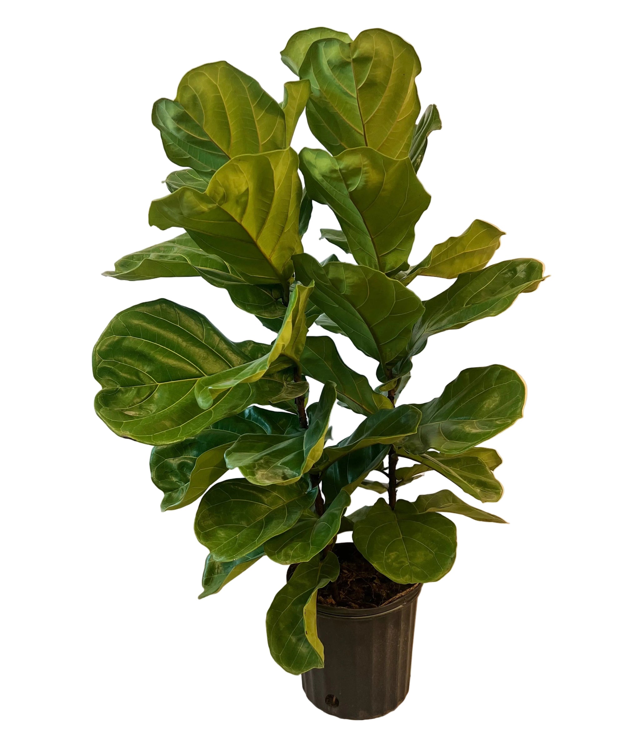 FICUS Lyrata Shrub 4’ 10”