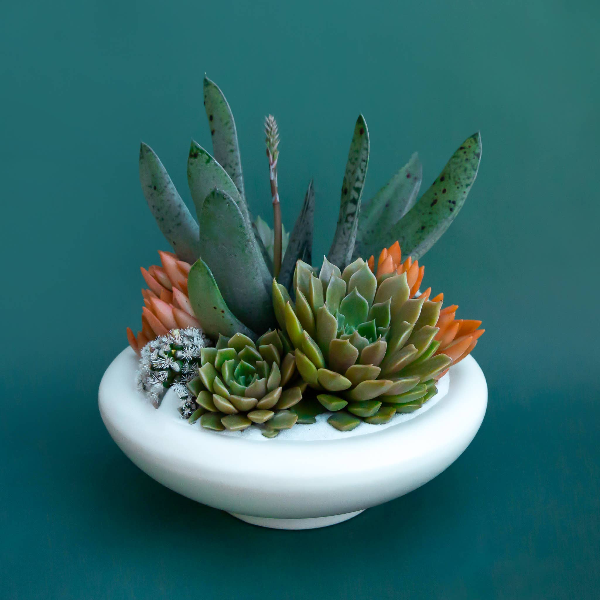 Birdie Bowl | Vintage White : 6.25 inch