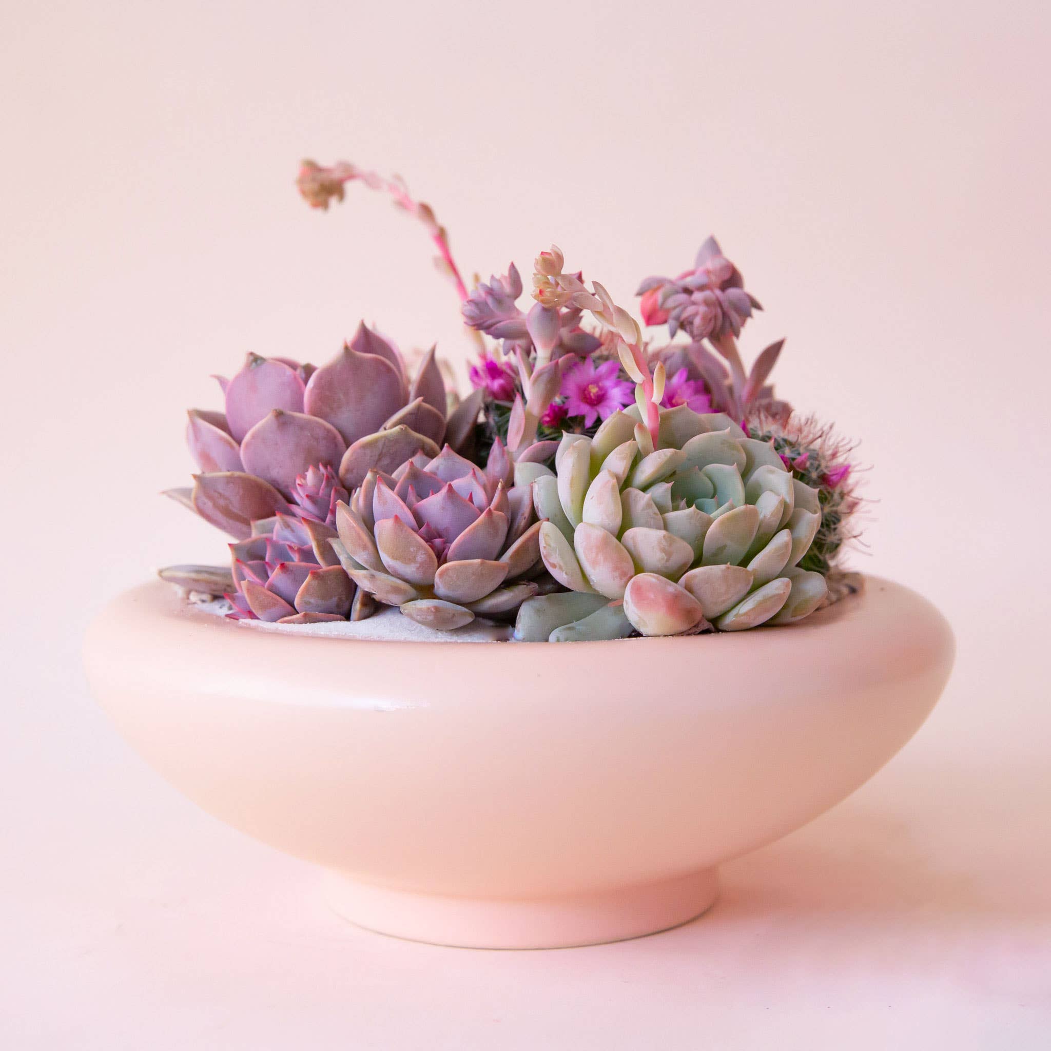 Birdie Bowl | Petal Pink: 8.25 inch