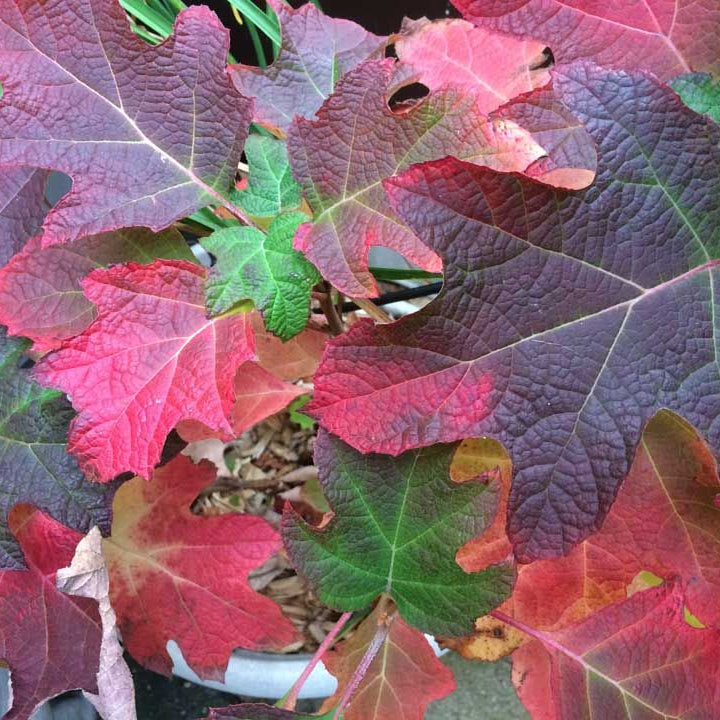 Close-up of colorful leaves with red, green, and purple hues.