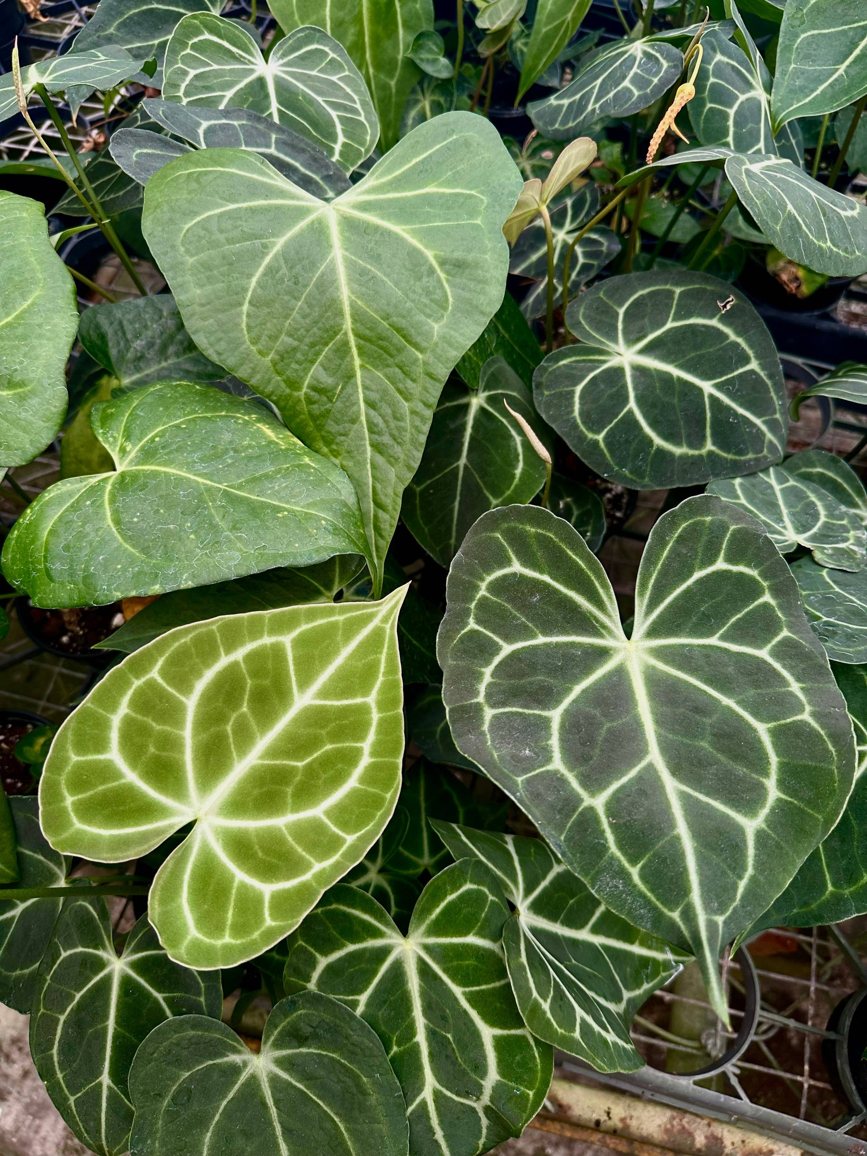 ANTHURIUM Clarinervium Hybrid - 4in Pot
