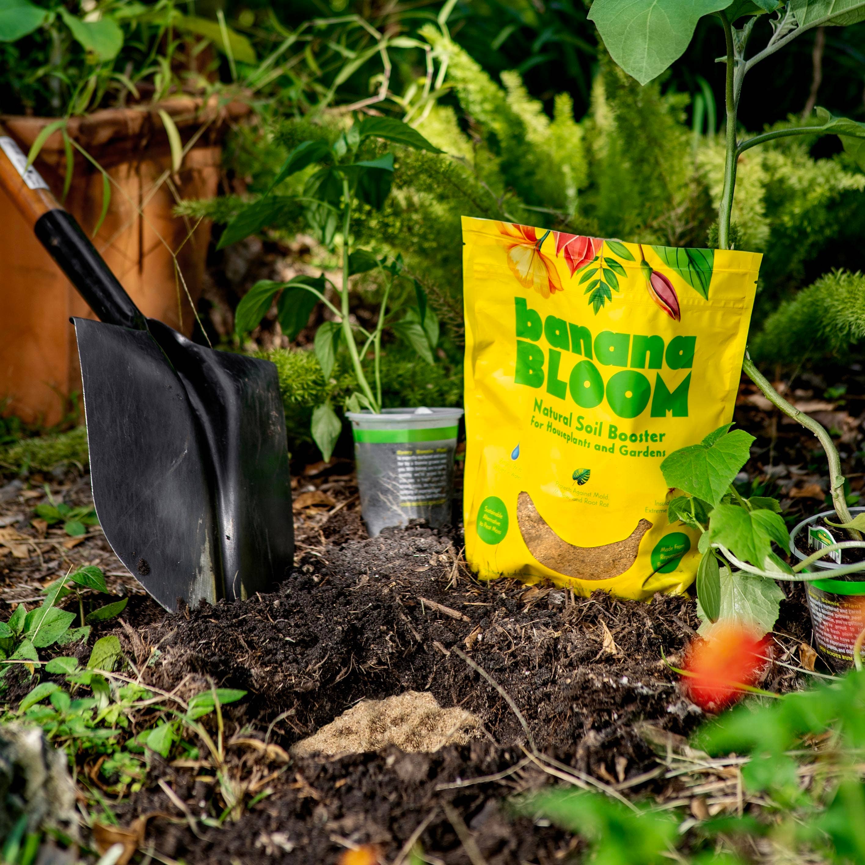 banana plant potting mix Banana Bloom – Seedy's Plants