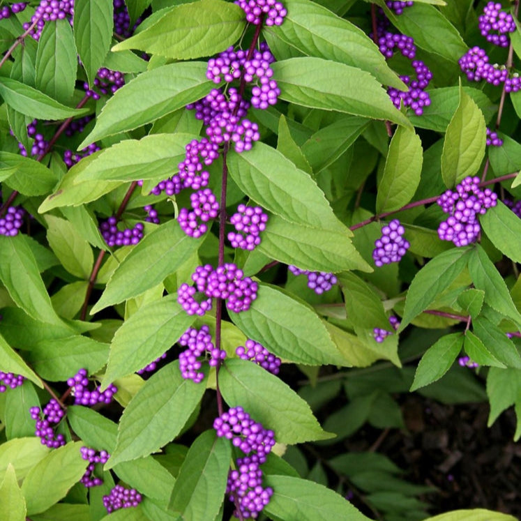 Close-up of green leaves with purple berries